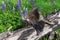 Porcupette and Adult Porcupine Erethizon dorsatum Pass on Log Lupin Behind Summer