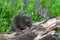 Porcupette Erethizon dorsatum Sits on Log Facing Right Summer