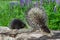 Porcupette Erethizon dorsatum Sits on Log Next to Adult Porcupine Turned Away Summer