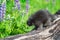 Porcupette Erethizon dorsatum Walks Down Log Towards Lupine Summer