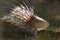 Porcupine