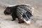 Porcupine Animal