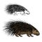 Porcupine animal mascot. Wild forest hedgehog icon