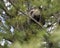 Porcupine Animal Photo Stock. Hiding in a tree, displaying its head, coat of sharp spines, quills, in the spring season with pine
