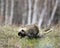 Porcupine Animal Photo Stock. Walking in grassland with a blur background, displaying  body, head, coat of sharp spines, quills,