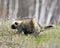 Porcupine Animal Photo Stock. Walking in grassland with a blur background, displaying  body, head, coat of sharp spines, quills,