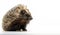 Porcupine animal sitting pose on isolated white background