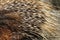 porcupine animal texture