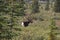 Porcupine caribou Rangifer tarandus granti