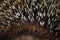 Porcupine detail