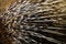 Porcupine detail