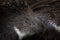 Porcupine detail close-up portrait.   Cape porcupine, Hystrix africaeaustralis, cute animal in nature, Kruger NP, South Africa.