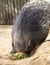 Porcupine Eating