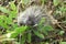 Porcupine eating leaves