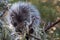 Porcupine eating leaves on a branch near Perrine bridge at Twin Falls,  Idaho, USA.