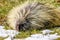 Porcupine, Elk Island National Park, Alberta, Canada