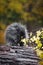 Porcupine Erethizon dorsatum Sits in Rain Nibbling Autumn