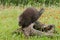 Porcupine (Erethizon dorsatum) Sniffs