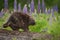 Porcupine Erethizon dorsatum Walks Right Across Log