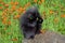 Porcupine in a field of orange flowers.