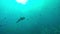 Porcupine fish underwater Thailand Scuba Diving