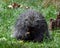 Porcupine having a small snack