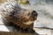 Porcupine (Hystricomorpha)