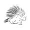 Porcupine illustration, drawing, engraving, ink, line art, vector