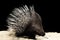 Porcupine isolated on black background