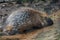 Porcupine in its enclosure 3