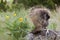 Porcupine in meadow hedgehog wildlife