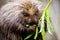 Porcupine Munching on Plants