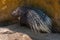 Porcupine in a natural park