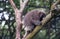 Porcupine out on a limb