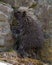 Porcupine Photo and Image. Standing by a big rock and moss in its surrounding and habitat displaying its sharp pointy spines and