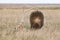 Porcupine in prairie eating on deer antlers