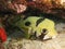 Porcupine Puffer Fish