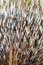 Porcupine quills