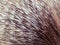 Porcupine quills