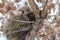 A porcupine resting on a branch in a cottonwood tree in winter