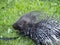 The porcupine is resting calmly on the lawn. The animal is wearing a harness. Close-up. Natural background