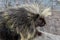 Porcupine rodent on rock - close up close to Palmer Alaska USA