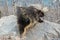 Porcupine rodent on rock near Matanuska River close to Wasilla Alaska USA