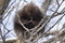A Porcupine sitting in a tree eating twigs in spring in Canada