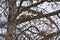 Porcupine sleeping on a branch in a cottonwood tree