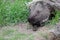 porcupine sly glance