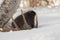 Porcupine on snow with moose antler and birch tree in winter