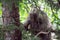 Porcupine on a tree in juneau alaska