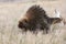 Porcupine walking along