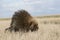 Porcupine walking in field